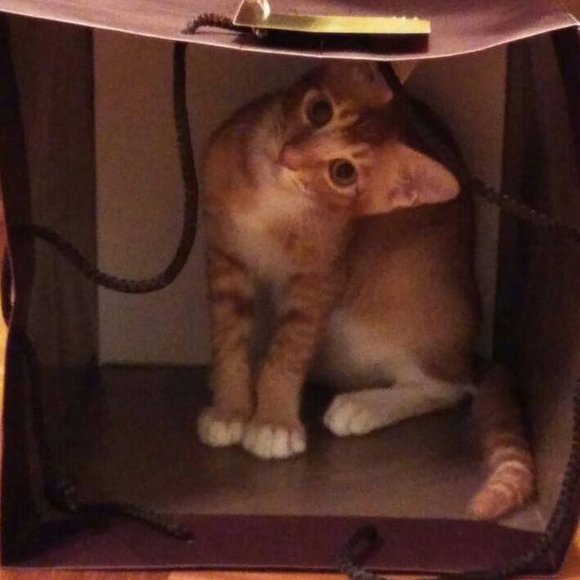 v_yip